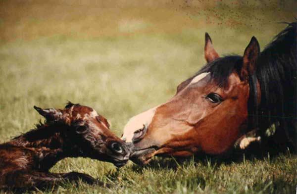 veterinario de caballos jose luis rubiales ortiz veterinario equino en huelva portugal sevilla cadiz badajoz